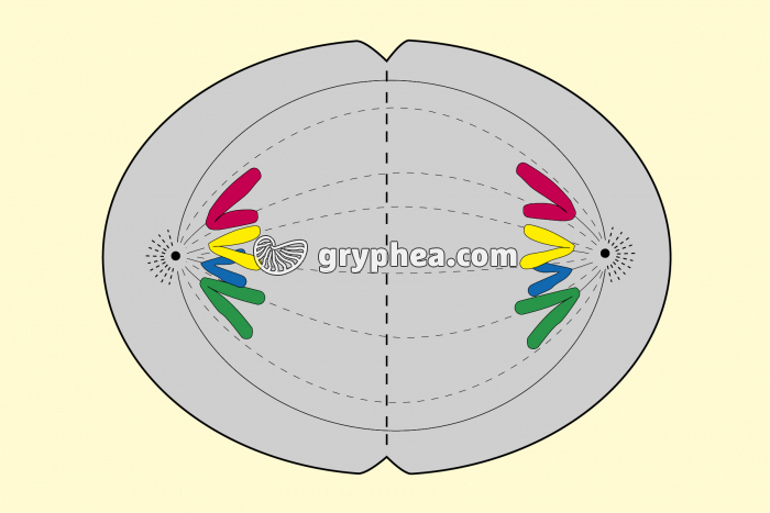 Mitose animale - Télophase (début) - gryphea.com